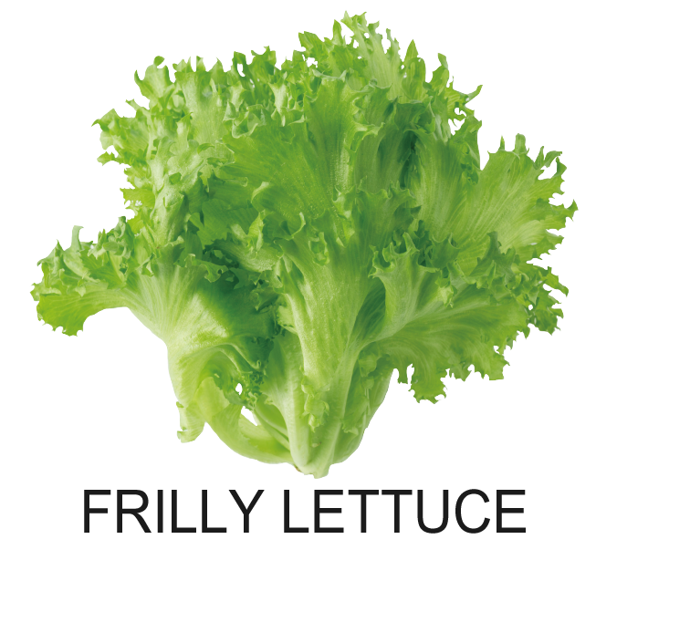 FRILLY LETTUCE