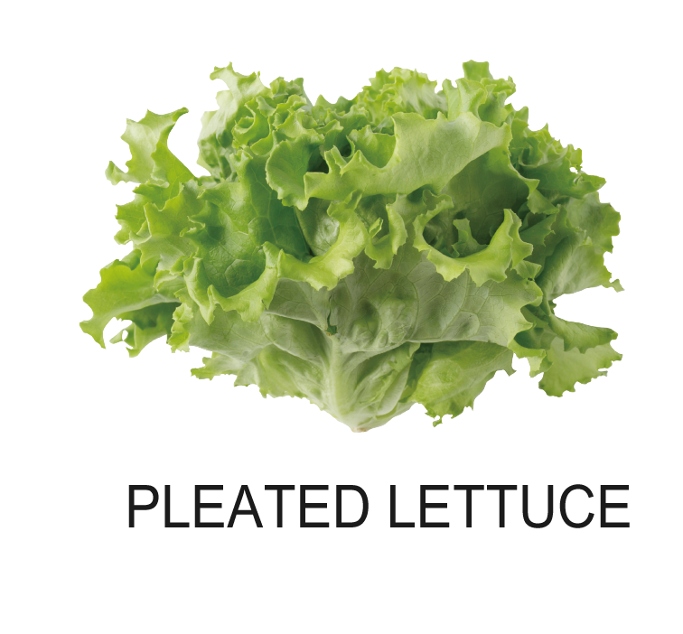 PLEATED LETTUCE